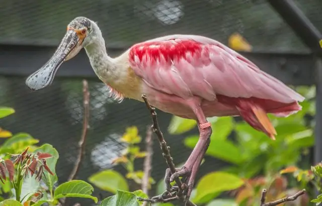 Почему колпица розовая?