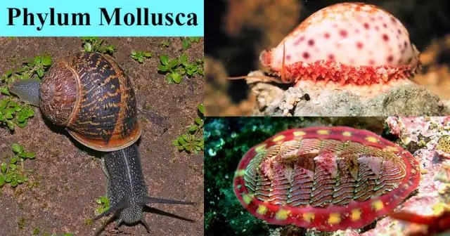 Что такое тип Mollusca?