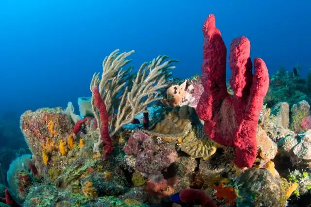 У кораллов есть желудки?