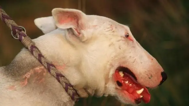 Были ли отменены питбули и условно-досрочно освобожденные?