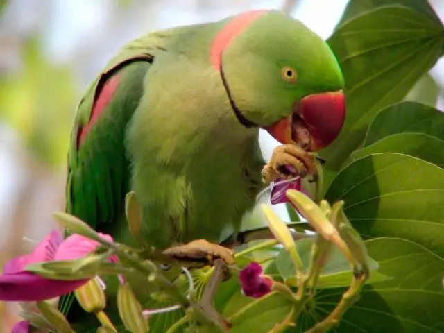 Могут ли александрийские попугаи стать хорошими домашними животными?