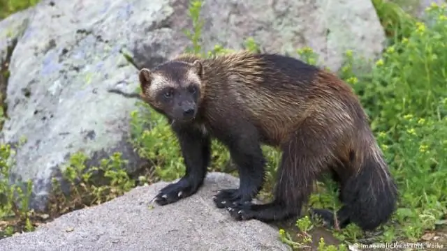 Что вы делаете, когда скунс разбрызгивается за пределы вашего дома?