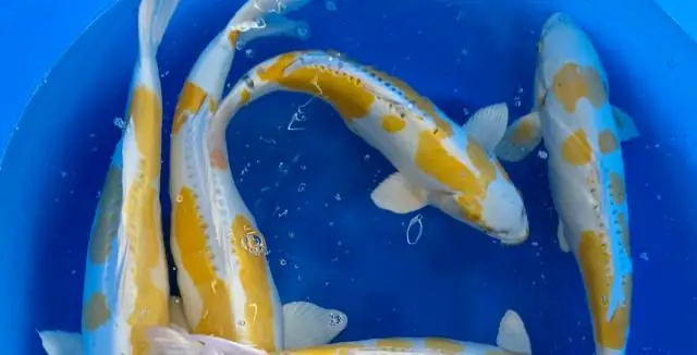 Может ли рыба кои жить на улице зимой?