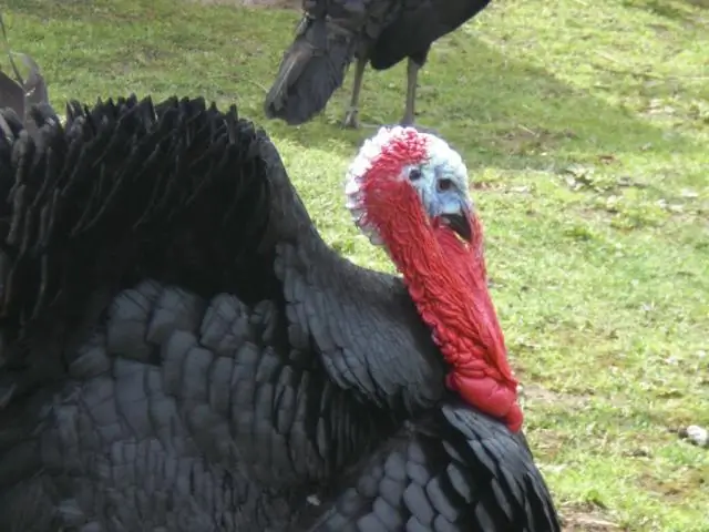 Какова длина шеи индейки?