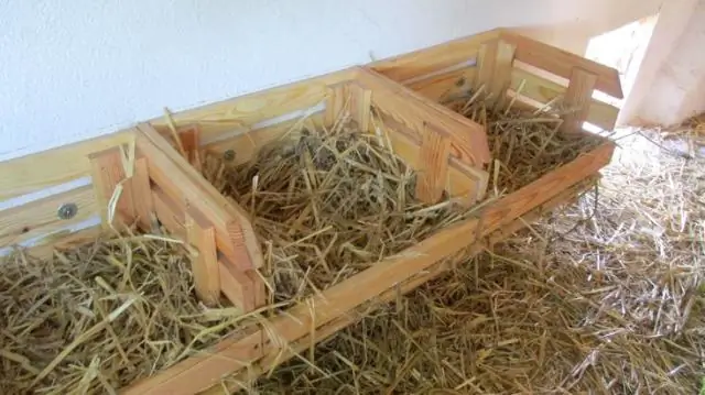 Как начать выращивать цыплят на приусадебном участке?