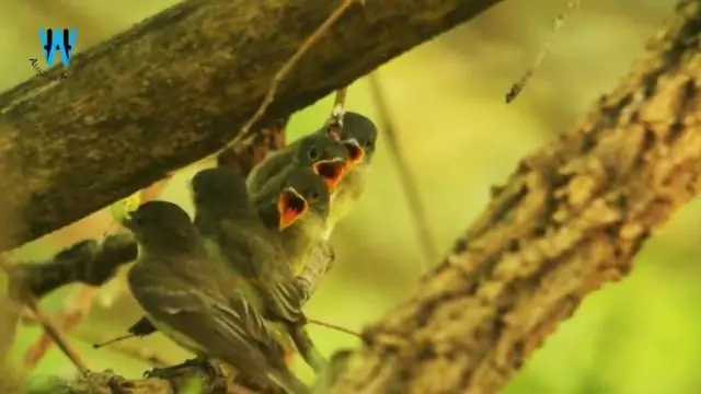 Чем кормят своих детенышей балтиморские иволги?