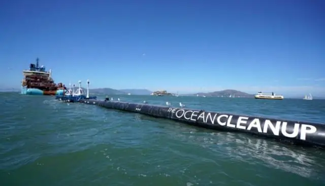 Насколько велики тростниковые пауки на Гавайях?