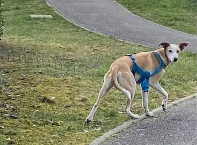 Как защитить собачью дверь?