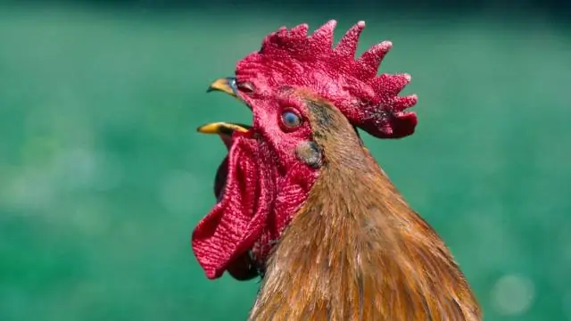 Как уберечь цыплят от комнатных растений?