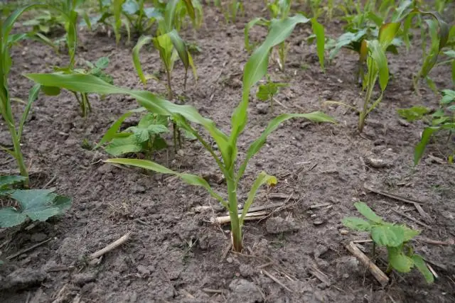 Насколько велики Bantam Silkies?