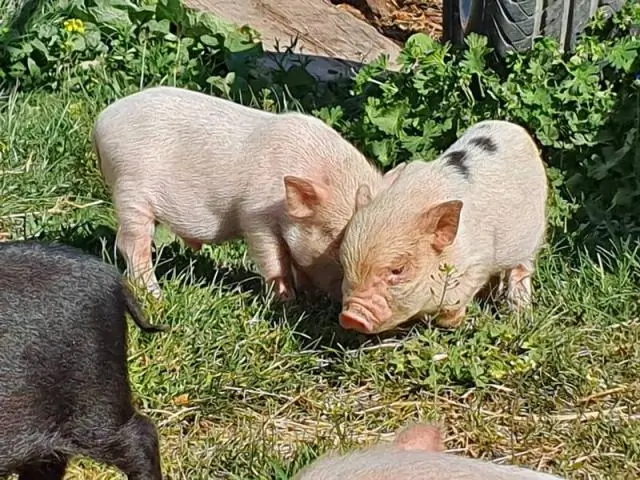 Насколько крупными становятся йоркширские свиньи?