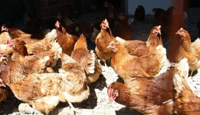 Сколько кур можно иметь на квадратный метр?