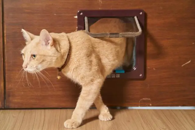 Можно ли купить двери с кошачьими откидными створками?