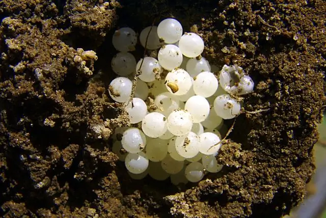 Где фазаны откладывают яйца?