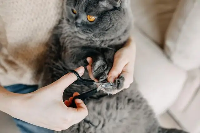 Могу ли я подстричь кошачьи усы?