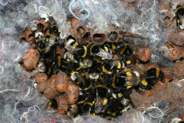 Как размножаются Ролли Поллис?