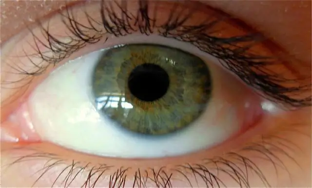 Какого цвета иволги?