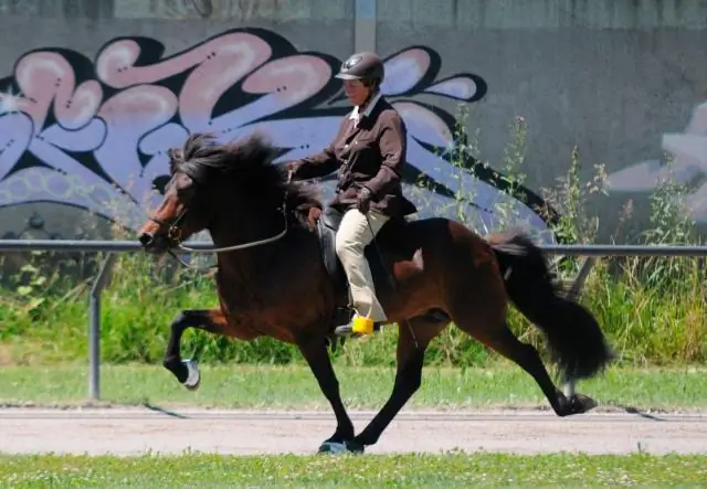 Какое образование необходимо, чтобы стать конным мануальным терапевтом?