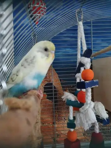 Самцы птицы красивее самок?