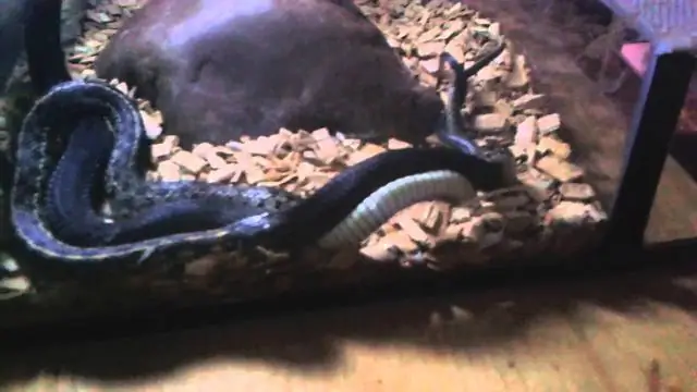 Как змеи спариваются и рожают?