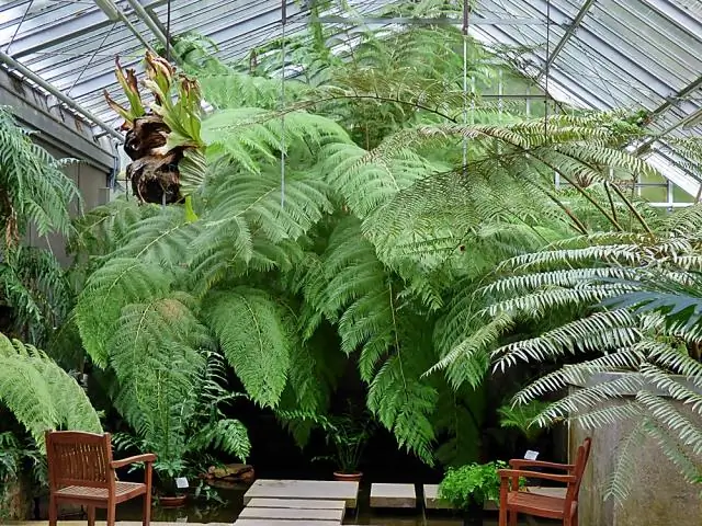 Что такое гигантские папоротники и болота?