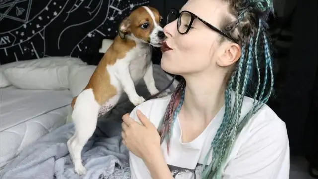 Где взять щенка недорого?