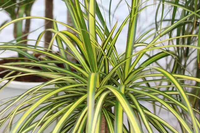 Ядовита ли драцена для кошек?