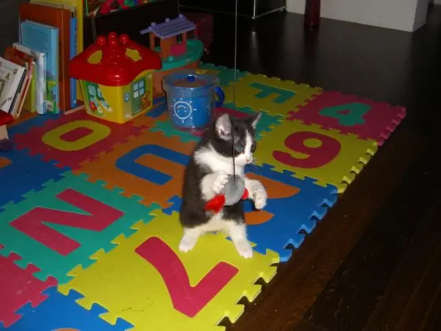 Почему мой котенок продолжает писать на меня?