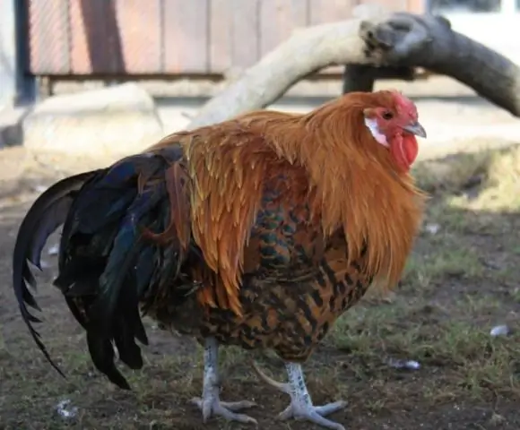 Какие характеристики у курицы?