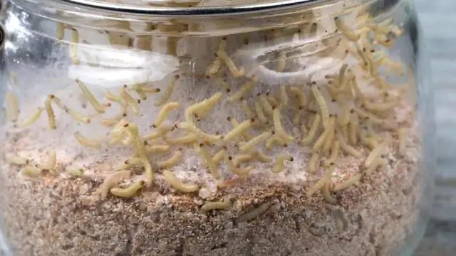 Безопасно ли есть куриные перья?