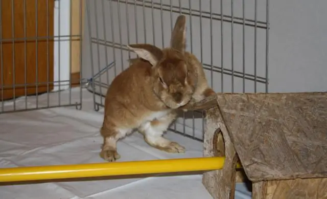 Как мне не дать кроликам съесть мои огурцы?