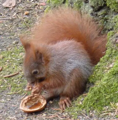 Насколько высока должна быть перегородка из белки?