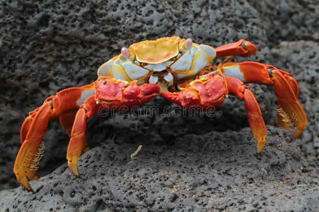 Каковы приспособления краба Салли Лайтфут?