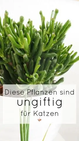 Какие комнатные растения подходят для кошек?