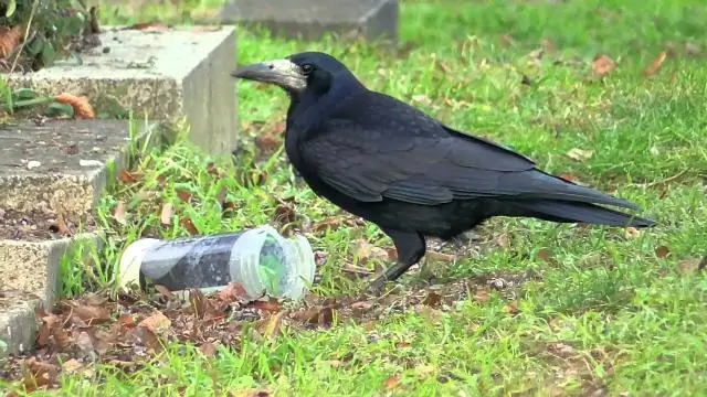 Что могут есть вороны?