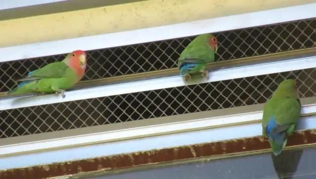 Есть ли у птиц вентиляционные отверстия?