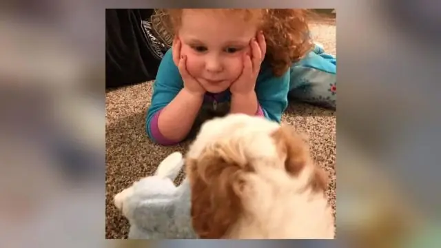 Как сделать волосы собаке прямыми?