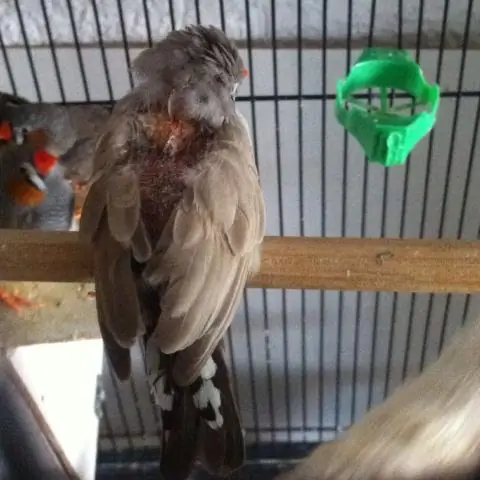 Что произойдет с птенцами, если их мама умрет?