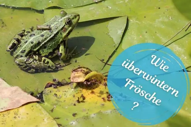 Где лягушки зимуют на зиму?