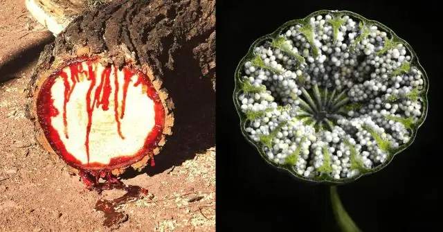 Как выглядит томатная роголистная моль?