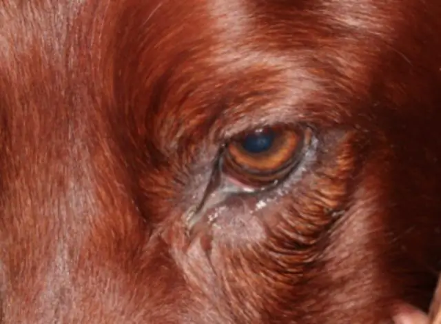 Что вы кладете в собачий чулок?