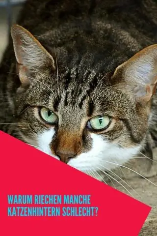 Почему кошки пукнут так плохо?