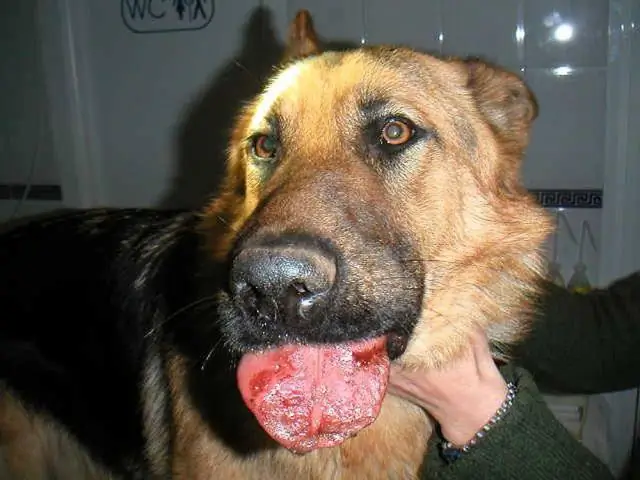 Что вызывает опухание языка у кошки?