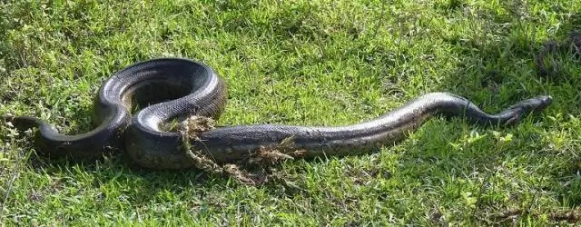 Какая анаконда самая большая в мире?