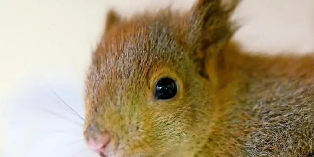 Что вы делаете с пойманными белками?