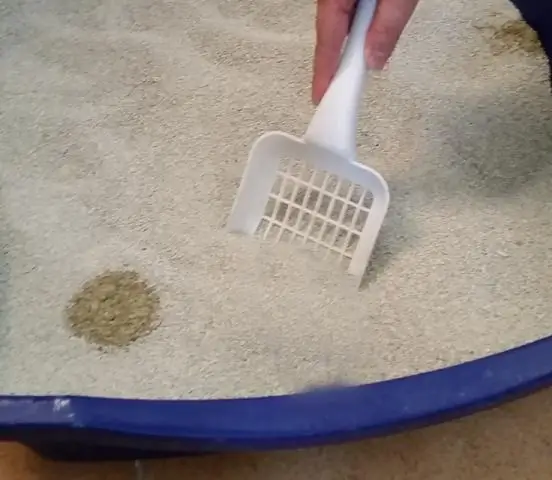 Как сделать наполнитель для кошачьего туалета?