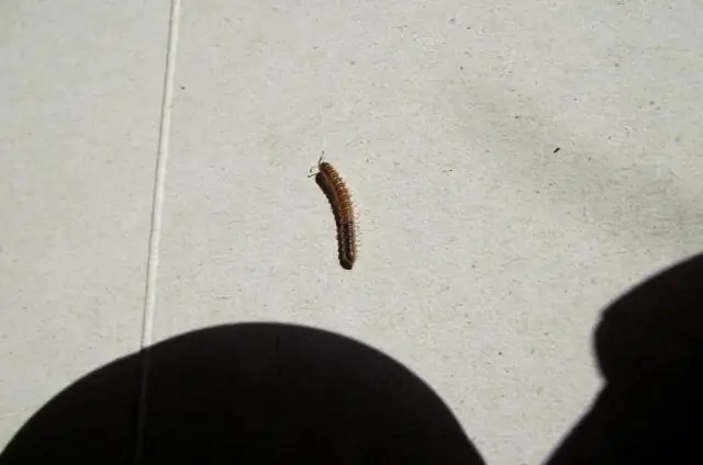 Какие маленькие многоножки в моем доме?