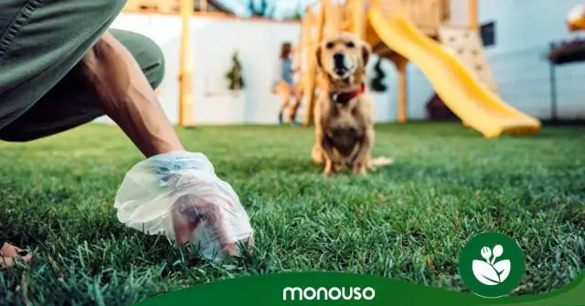 Почему в фекалиях моей собаки есть слизни?