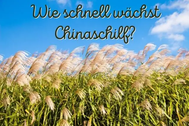 Как быстро растет пустынная черепаха?