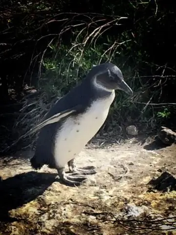Сколько стоит купить пингвина?
